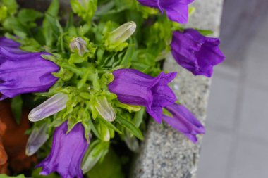 Bahçedeki saksıda Campanula çiçeği