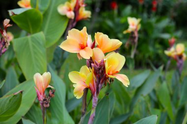 Çiçek açan yeşil yapraklı zambak çiçeği