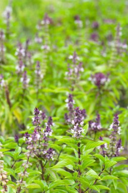 Sebze bahçesinde tatlı fesleğen. Bitkiden taze yeşil yapraklar