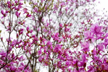 Rododendron mukozası, pembe çiçekler açıyor.