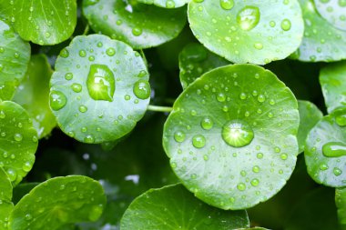 Yağmur damlasıyla Fentella asiatikası (Gotu Kola) Taze bitki
