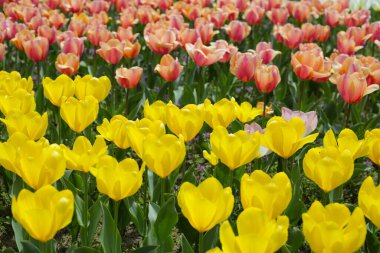 Lale çiçeği bahçesi. Japonya, Osaka 'daki Expo 70 Anma Parkı.
