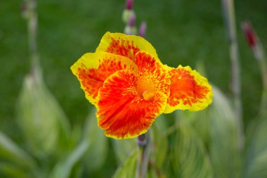 Blooming canna lily flower with green leaves clipart