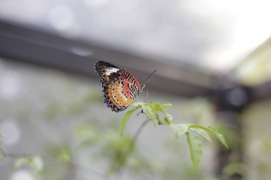 Bahçede güzel bir kelebek