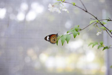 Bahçede güzel bir kelebek