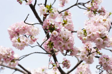 Sakura çiçeklerinin dalları, kiraz çiçekleri.