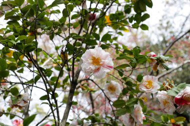 Ağaçtaki güzel kamelya çiçeği. Japonya, Osaka 'daki Expo 70 Anma Parkı.