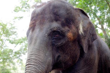 Hayvanat bahçesindeki Tayland fili