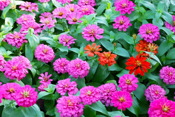 Pembe zinnia çiçeği tarlada