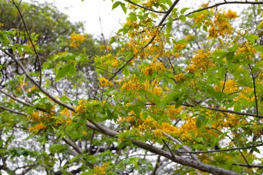 Yellow flower of burma padauk tree clipart