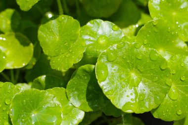 Centella asiatica (gotu kola). Taze yeşil yapraklı bitki arka planı.