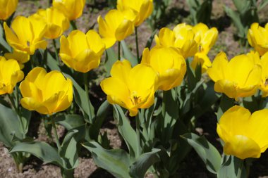 Güzel lale çiçeği bahçesi. Japonya, Osaka 'daki Expo 70 Anma Parkı.
