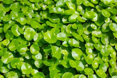 Gotu kola veya centella asiatica. Bahçedeki yeşil bitki yaprakları