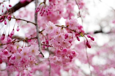 Sakura çiçeklerinin dalları, kiraz çiçekleri.