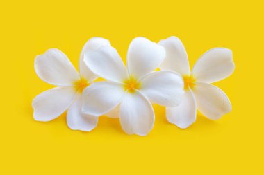 Sarı arka planda Plumeria ya da Frangipani çiçeği. Üst görünüm