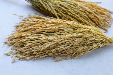 Paddy pirinç tohumu, Tayland pirinç tohumu