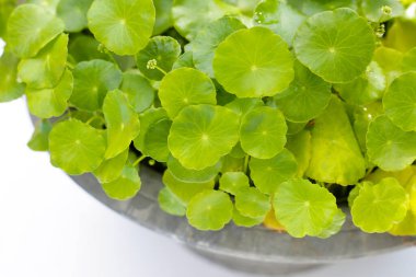 Centella asiatica (gotu kola). Taze yeşil yapraklı bitki arka planı.
