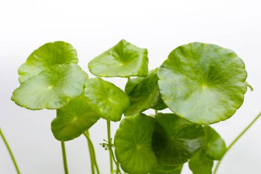 Centella asiatica (gotu kola). Taze yeşil yapraklı bitki arka planı.