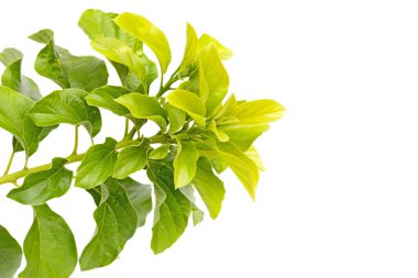 Beyaz üzerinde yeşil avokado yaprakları