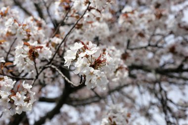 Sakura çiçeklerinin dalları, kiraz çiçekleri.