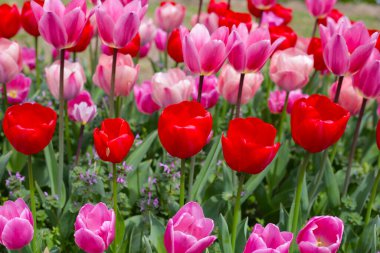 Güzel lale çiçeği bahçesi. Japonya, Osaka 'daki Expo 70 Anma Parkı.