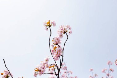 Sakura çiçeklerinin dalları, kiraz çiçekleri.