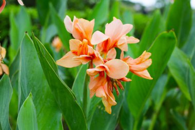 Çiçek açan yeşil yapraklı zambak çiçeği