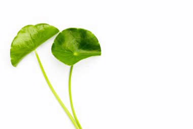 Taze centella asiatica yaprakları. Gotu kola bitkisi