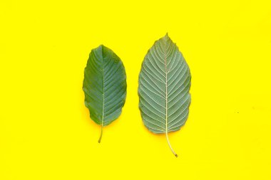Mitragyna speciosa, sarı arkaplanda taze kratom yaprakları