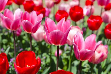 Güzel lale çiçeği bahçesi. Japonya, Osaka 'daki Expo 70 Anma Parkı.
