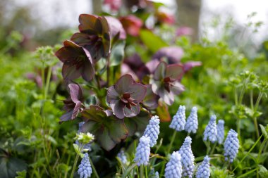 Parkta muskari çiçekli Helleborus Orientalis.