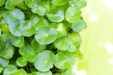 Centella asiatica (gotu kola). Taze yeşil yapraklı bitki arka planı.