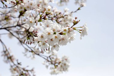 Sakura çiçeklerinin dalları, kiraz çiçekleri.