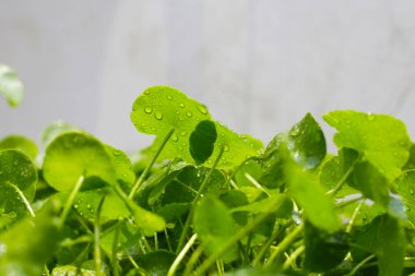 Centella asiatica (gotu kola). Taze yeşil yapraklı bitki arka planı.