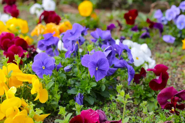 Bahçede güzel pansy çiçekler