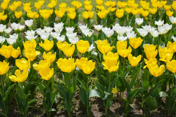 Güzel lale çiçeği bahçesi. Japonya, Osaka 'daki Expo 70 Anma Parkı.