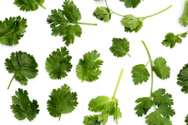 Taze organik kişniş, sebze ve otlar.