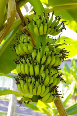 Muz yeşili meyveler. Bir muz kümesi