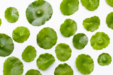 Mavi suda Centella asiatikası