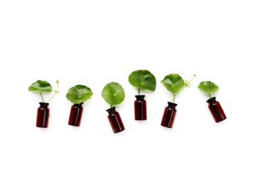 Taze centella asiatica yaprakları ve yağmur damlası. Gotu kola bitkisi