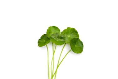 Centella asiatica yaprakları, taze bitki.