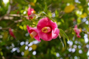 Ağaçtaki güzel kamelya çiçeği.
