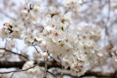 Sakura çiçeklerinin dalları, kiraz çiçekleri.