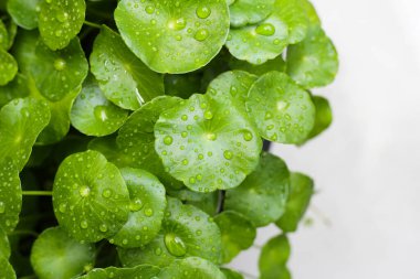 Yeşil Centella asiatikası ve yağmur damlası (Gotu Kola) Taze bitki