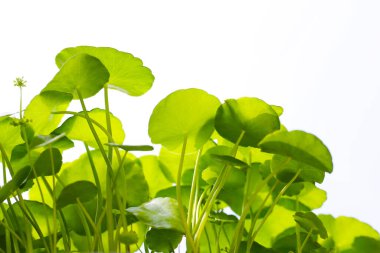 Centella asiatica (gotu kola). Taze yeşil yapraklı bitki arka planı.