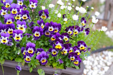 Bahçede güzel pansy çiçekler