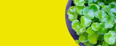 Centella asiatica (gotu kola). Taze yeşil yapraklı bitki arka planı.