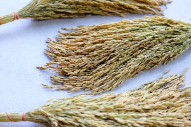 Paddy pirinç tohumu, Tayland pirinç tohumu