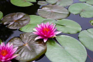 Güzel bir nilüfer. Yeşil yapraklı nilüfer çiçeği