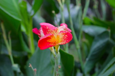 Blooming canna lily flower with green leaves clipart